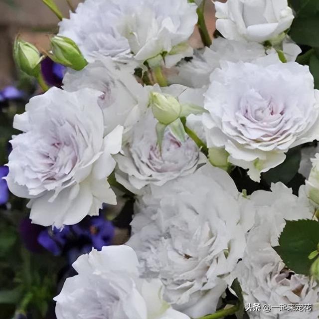 月季花品种有哪些，月季花品种有哪些品种（老花匠都喜欢的10款月季）