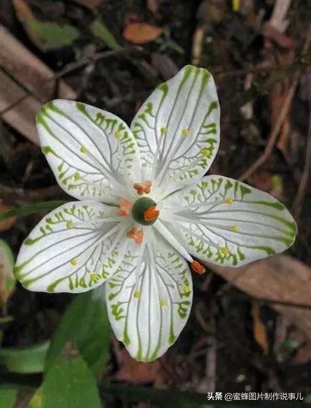 美图，可做壁纸，可以做壁纸的图片 唯美（愿你的生活像花一样灿烂）