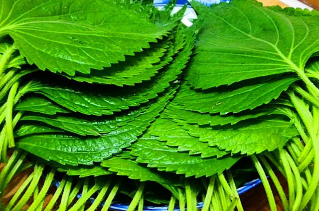 苏子叶的功效与作用，苏子的功效与作用（遇到苏子叶别错过）