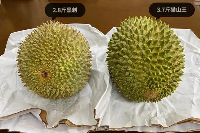 黑刺榴莲和猫山王榴莲哪个好，黑刺榴莲和猫山王榴莲哪个好吃（“马来黑刺”比“猫山王”贵上一倍）