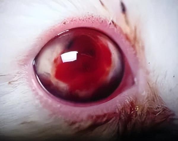 猫传腹早期症状(猫传腹有啥症状)