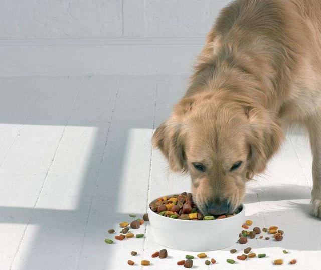 狗狗的寿命有多长，小狗的寿命一般能活多久（狗狗“老”到开始“掉牙”）