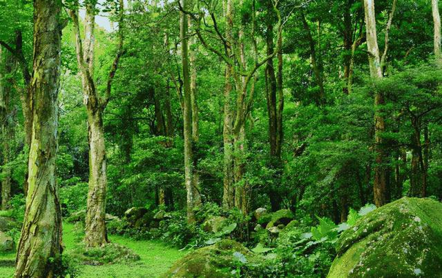 植树节的来历和意义，植树节的由来和意义（植树节的来历和意义是什么）