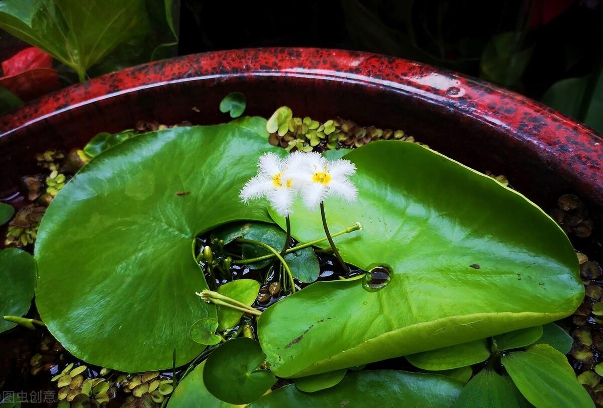荇菜是野菜吗(荇菜根部图片)-娱宸网