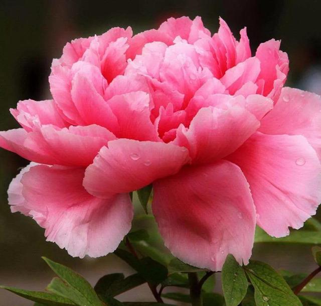 牡丹花的寓意和花语，牡丹花的花语和寓意是什么（牡丹花寓意、花语）