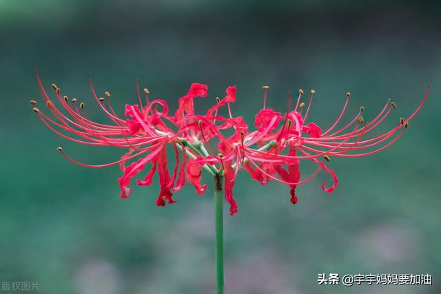 傳說另一邊的花是開在黃泉路上的花,指引著靈魂和魔鬼走向光明的道路