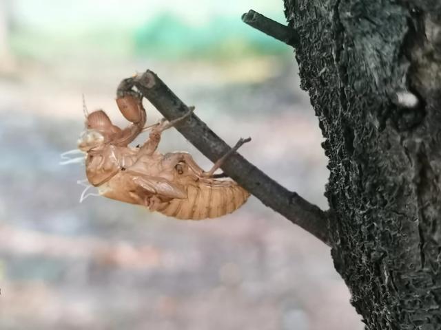 蝉蜕的功效与作用，蝉蜕的作用与功效（蝉蜕：高风亮节，破茧重生之美）