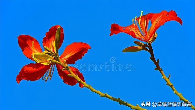 香港紫荆花的象征意义，紫荆花象征的意义是什么（香港区花为什么是紫荆花）