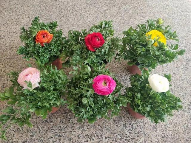 花毛茛如何种植，花毛茛怎么种（比月季还好看、好养）