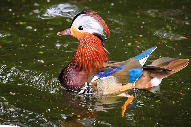 做什么梦说明爱情要来了，什么梦预示真爱到了（爱情魅力追求梦）