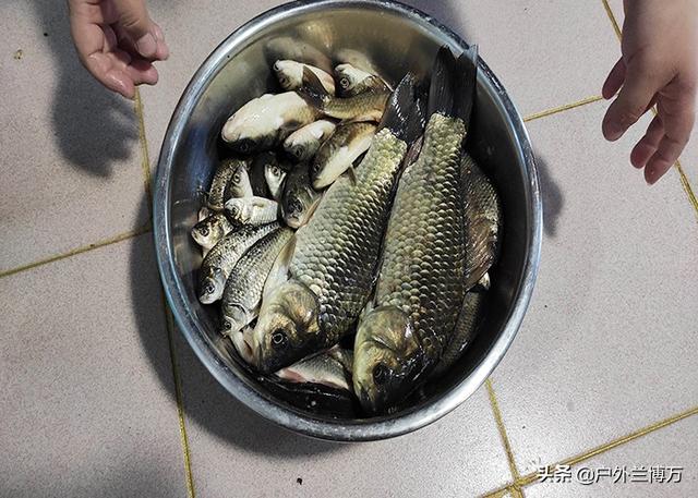 钓鲫鱼绝佳饵料配方，好用的鲫鱼饵料不用买