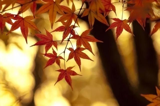 黄沙百战穿金甲全诗，黄沙百战穿金甲全诗文（经典诗词丨黄沙百战穿金甲）