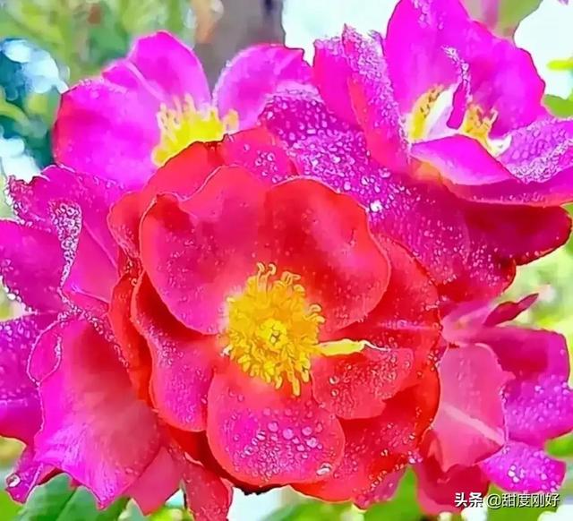 四字词语鲜艳夺目如何怎么样造句子，形容色彩鲜艳绚丽的四字词语（美丽动人的花花）