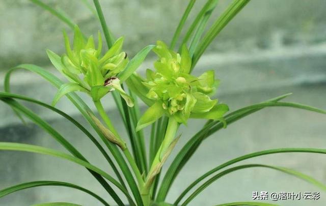 蝶兰（蝶兰花），国兰第一奇花——余蝴蝶（蝶兰花图片）