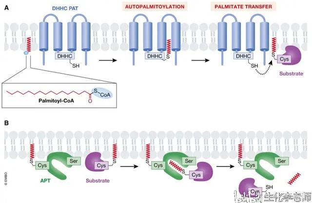 et是什么基团，蛋白质的脂化修饰<PTM>