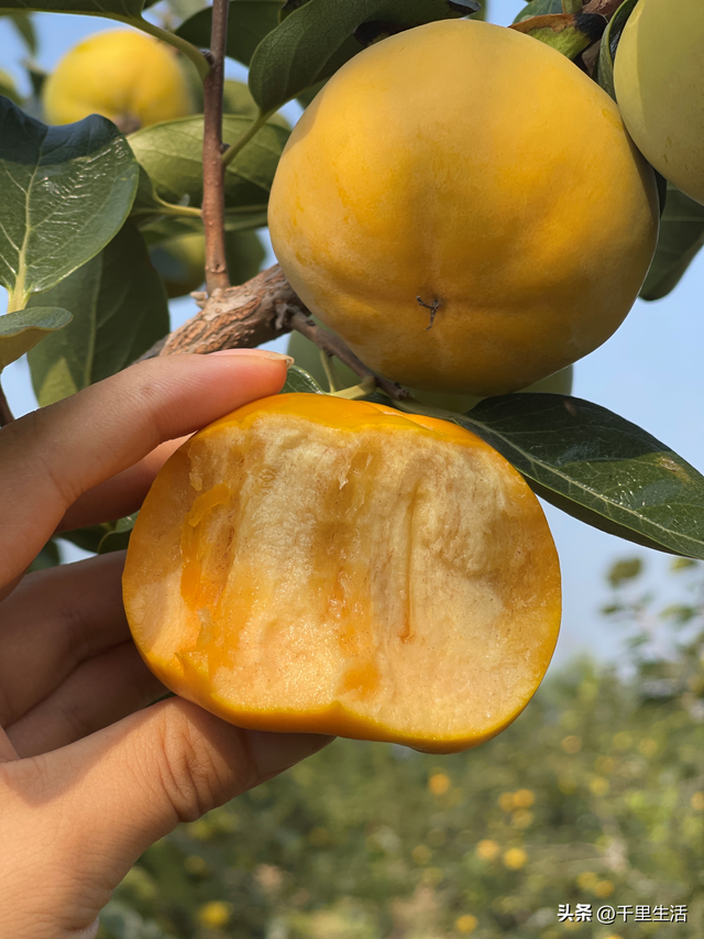 什么品种的脆柿子好吃，什么产地的脆柿子好吃（陕西巧克力糖心脆柿）