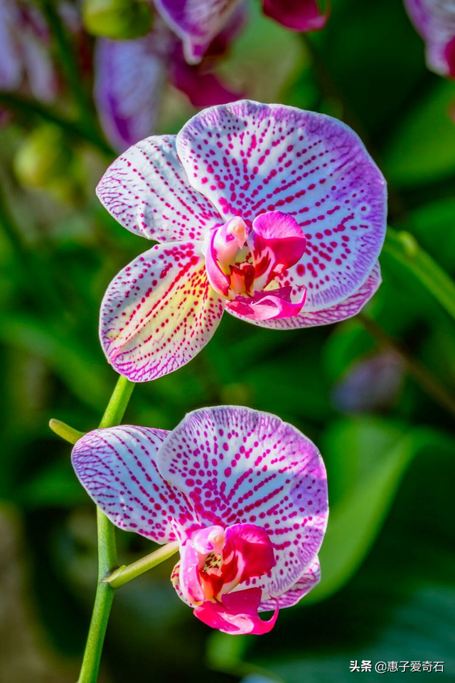 菊花残满地伤下一句是什么，菊花残满地伤的下一句是什么（赞美花中四君子的十二首诗词）
