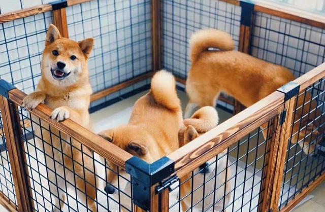 如何养狗狗须知养狗技术分享，狗怎么养殖喂什么食物（新手养狗攻略，看这一篇就够了）