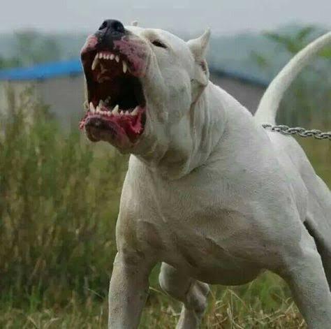 杜高犬最大体重有多少重 杜高犬重量