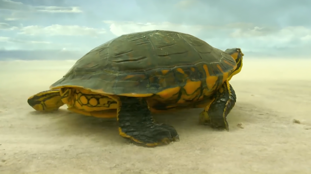 蜉蝣是什么动物，地球上会有“永生”的生物吗