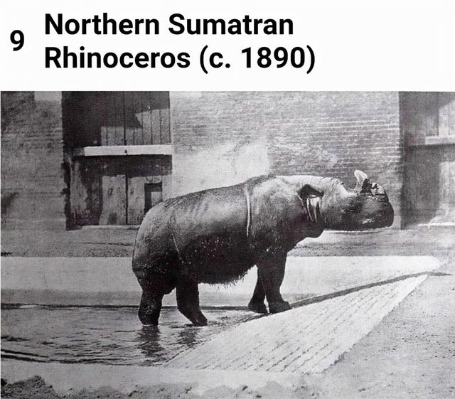 世界灭绝的动物名单，世界灭绝的动物名单网站（30张活久未见的照片）