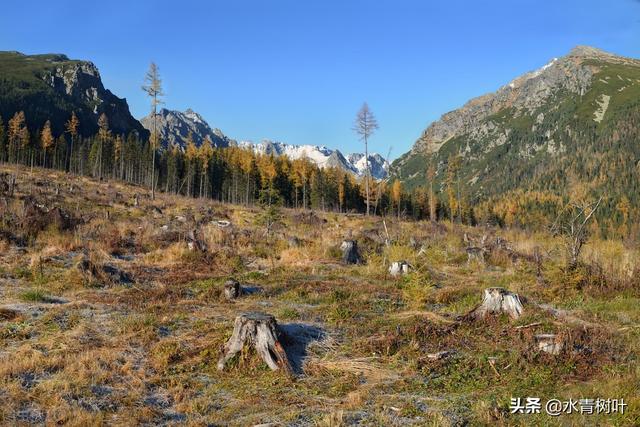灌木和乔木的区别，灌木或小乔木是什么意思（林地和林地分类）