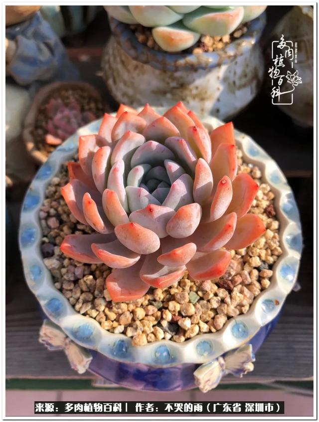 彩虹糖的梦 金娃娃，娃娃音适合唱哪些歌（愿2022心中有盼）