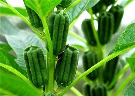 芝麻分多少算高，芝麻分信用极好得达到多少分（芝麻，油料作物里的佼佼者）