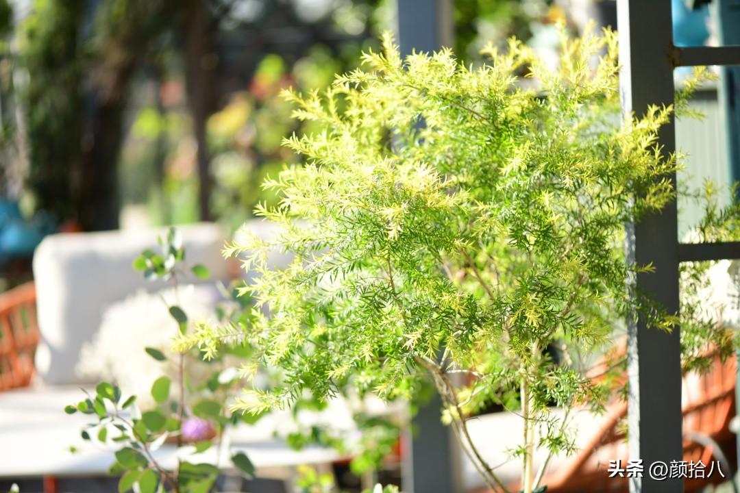 DNF香香的柏树怎么用，dnf香香的柏树怎么用啊（冬日里最优秀的40种彩叶植物）
