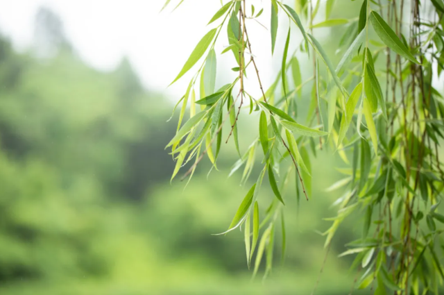 局势是什么意思，局势有什么解释（是一种不可抗拒的趋势）