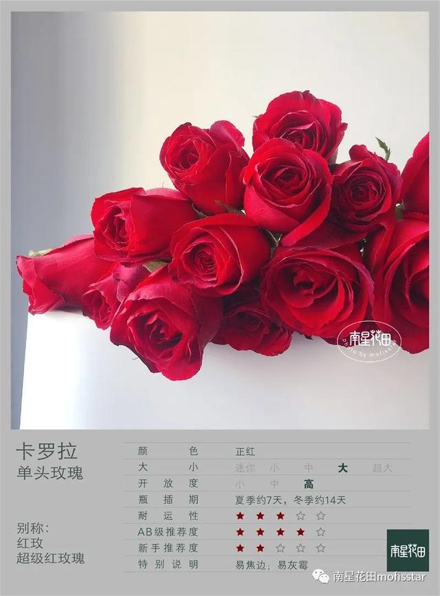 七朵玫瑰代表什么，最常见的红玫瑰（四朵玫瑰花是什么意思）