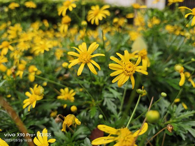 小米和vivo哪个好，小米和vivo手机优缺点对比（小米、OPPO、vivo三大拍照旗舰横评）