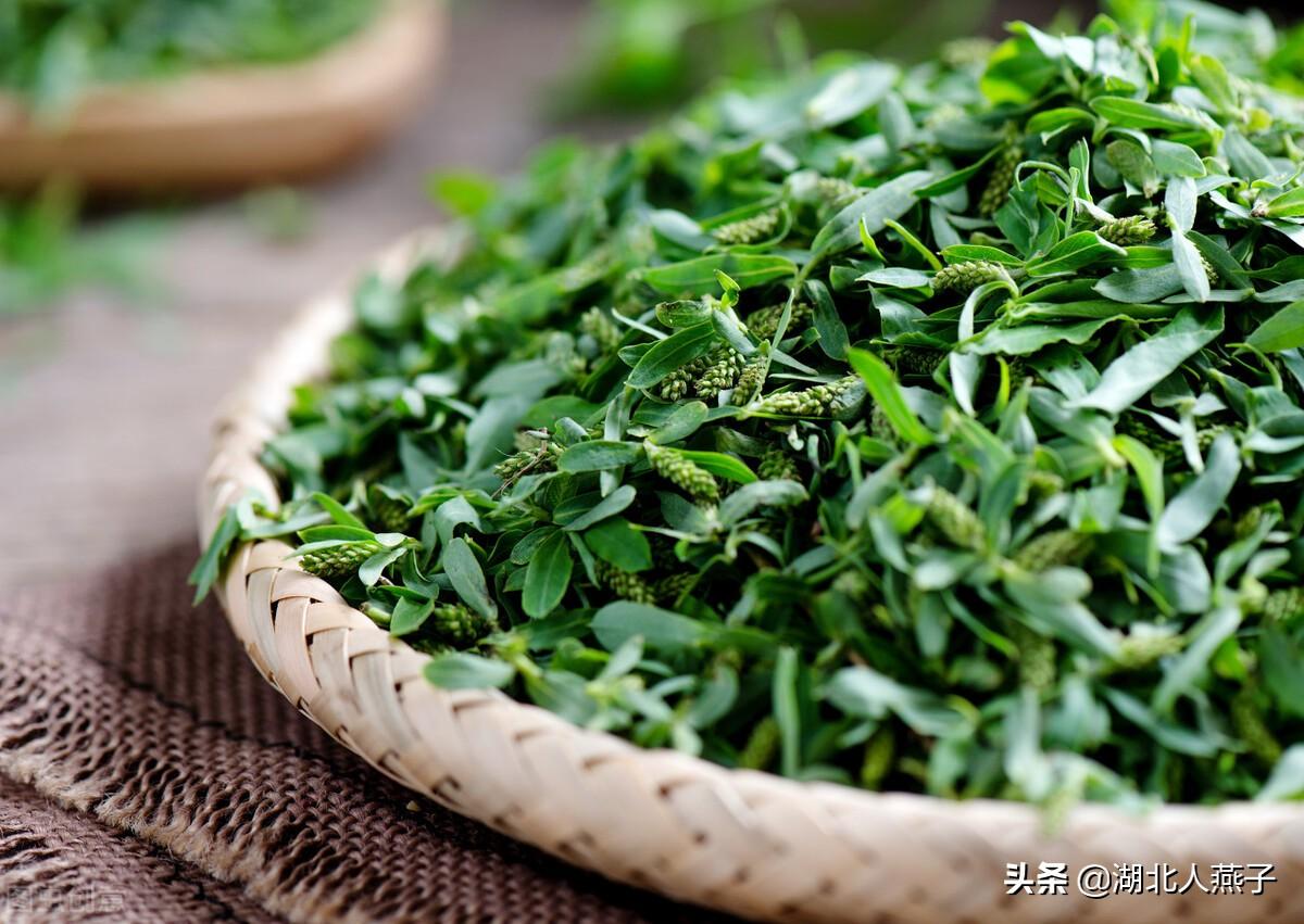 春天摘野菜(送你62种野菜大图鉴,让你轻松认识各种野菜) - 彝家农业网