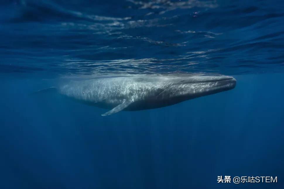 揭秘地球最大龙虾：体型惊人、重量超群的海洋巨无霸，刷新你对甲壳类生物的认知极限！