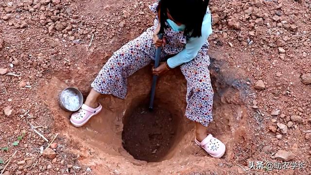 种榴莲的方法，手把手教你种植榴莲树