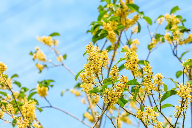 为什么院子里忌讳种桂花树，家里为什么不能种桂花（曾是香饽饽的桂花树）