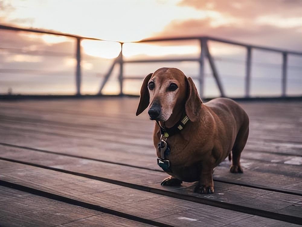 母腊肠犬多少钱一只 腊肠母犬,8岁,4kg