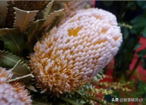 铁树开花的方法，铁树开花的方法有哪些（铁树开花了，也有芬芳的一天）