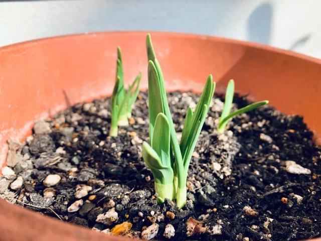 水仙花可以土培吗，水仙可以用土培植吗（中国水仙水培开花后转土培）