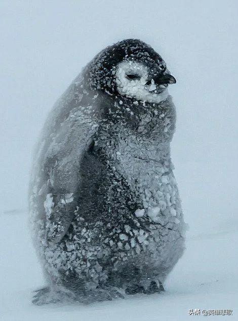南极常年平均温度是多少，你知道南极平均温度多少吗（企鹅为啥活得有滋有味）
