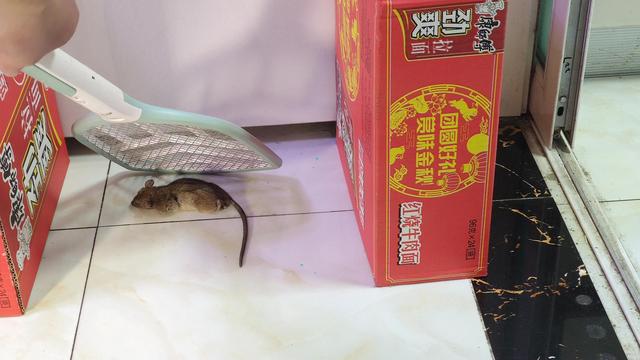 怎么逮老鼠 逮老鼠的妙招，怎么逮老鼠（记录一下住在高层的我是如何用电蚊拍抓老鼠的）