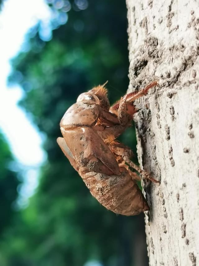 蝉蜕的功效与作用，蝉蜕的作用与功效（蝉蜕：高风亮节，破茧重生之美）