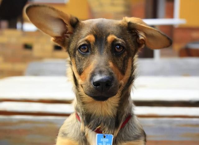 招财又吉利的狗名字，给狗取什么名吉利招财（老一辈常挂在嘴边的“招财狗”）