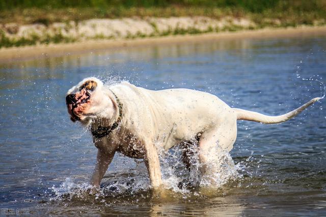 阿根廷杜高犬vs美洲獅,100年前培育出來的最強捕獵犬,能打敗體重達100