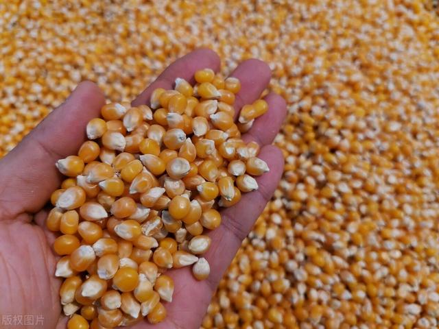 乌克兰农业现状，看看乌克兰如今的现状（乌克兰玉米受重挫）