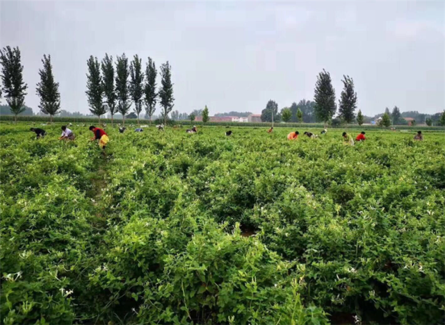 金银花种植技术及注意事项介绍，金银花的种植方法和注意事项