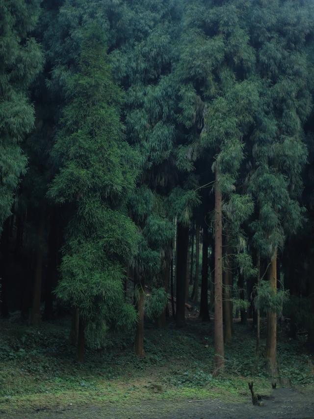 什邡市景点，什邡景点旅游景点（成都周边绝美“禁林”）