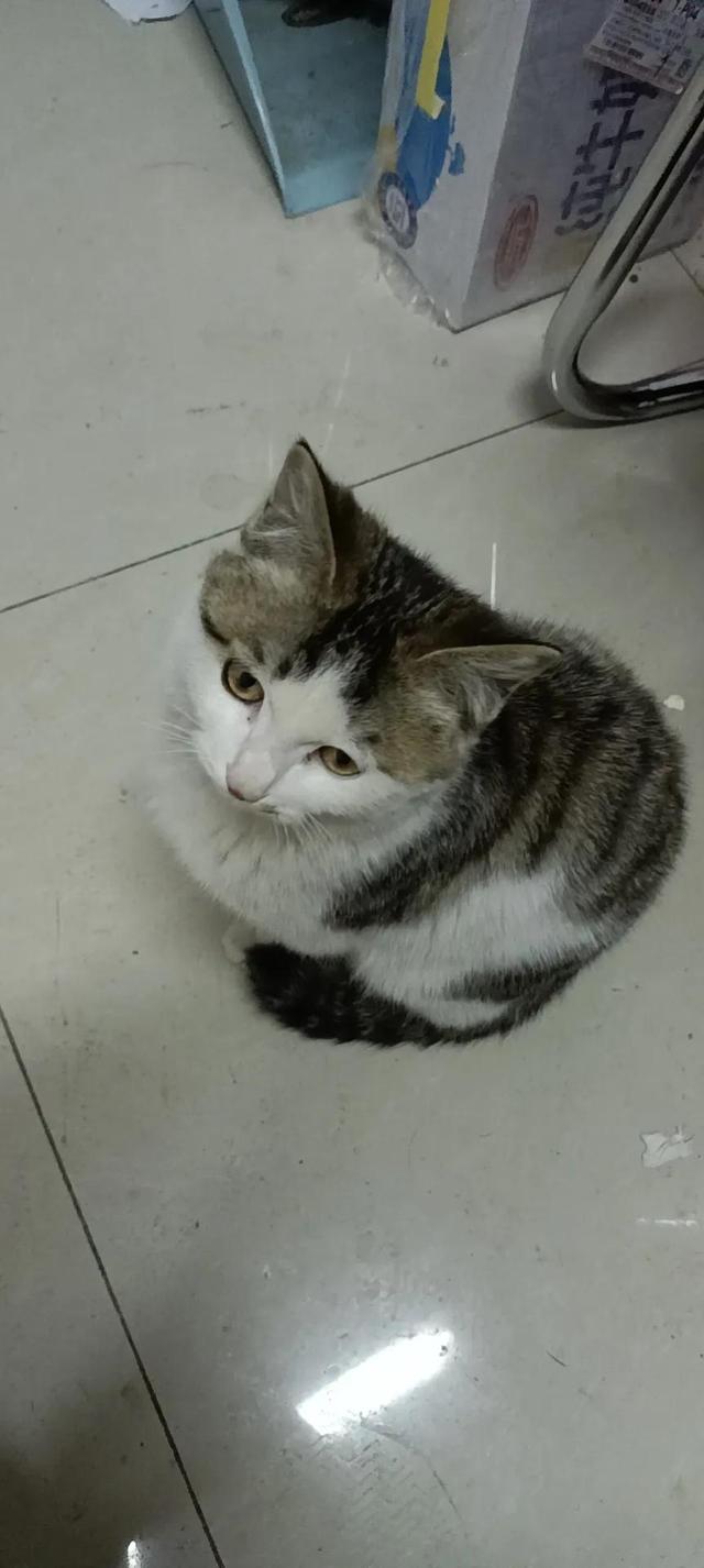 中国狸花猫奶猫多大断奶，狸花猫母猫成年体重（2022年3月25日晚上）