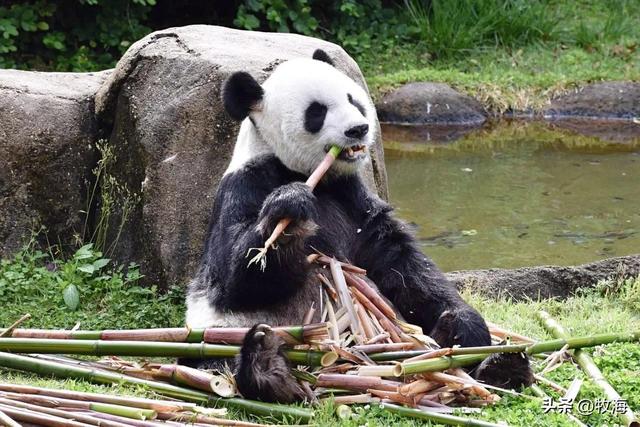 食铁兽为什么是大熊猫，大熊猫为什么叫食铁兽（中国“高价出租”的国宝）