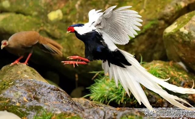 白娴鸟（白娴鸟图片，白娴鸟怎样的养殖（白鹇鸟唯美图片）